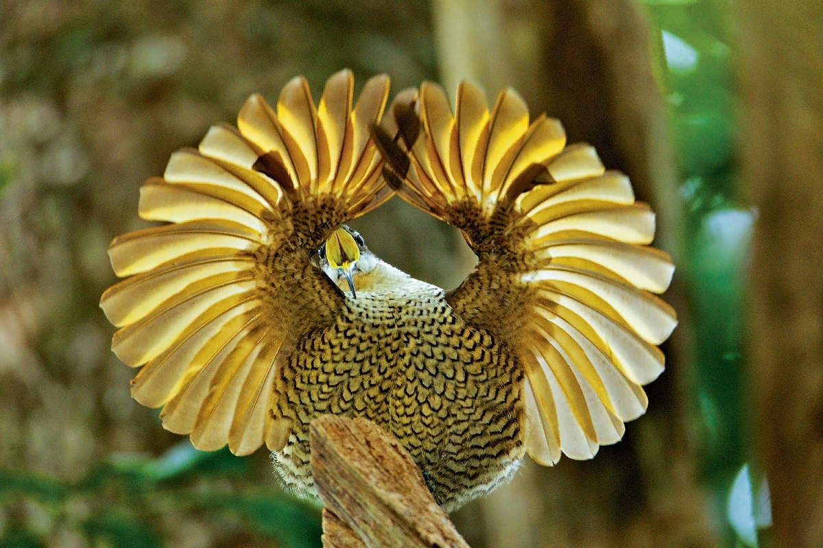 Самые прекрасные птицы. Амазонский венценосный мухоед. Королевский венценосный мухоед. Ptiloris paradiseus. Венценосный Павлин.
