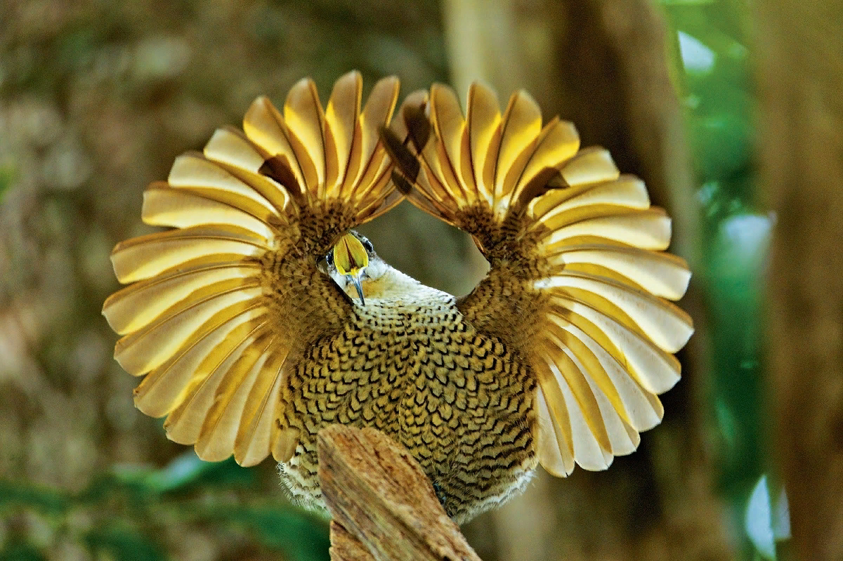 Райская птица. Ptiloris paradiseus. Райские птицы новой Гвинеи. Тим Ламан-Райские птицы. Королевская Райская птица Вилсона.