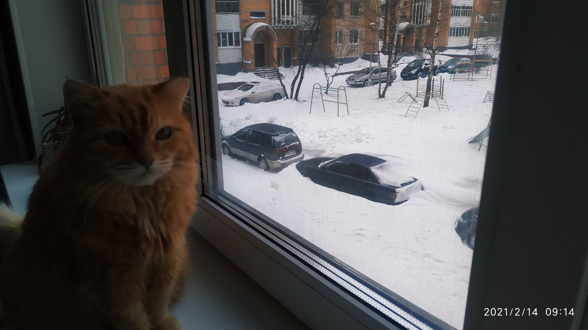 Фото автора. Ничейный кот не нашел весну.