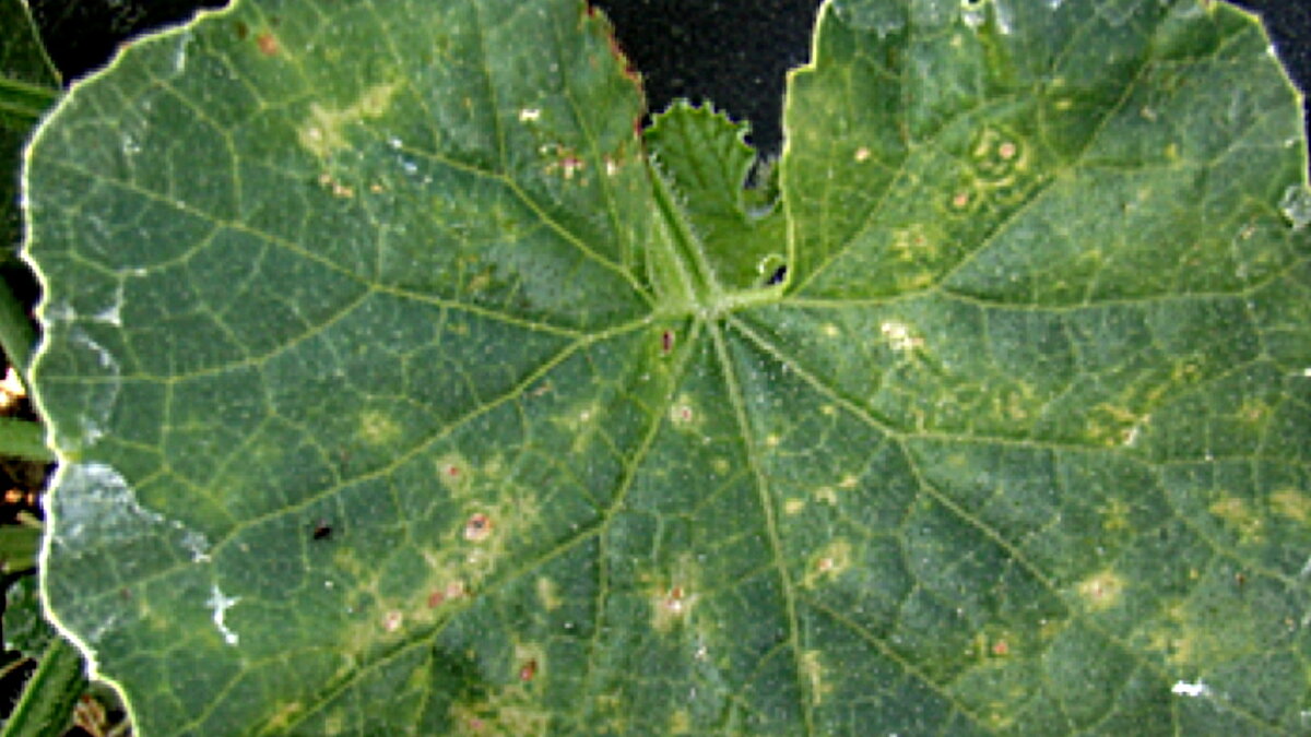 Болезни у огурцов фото листьев лечение