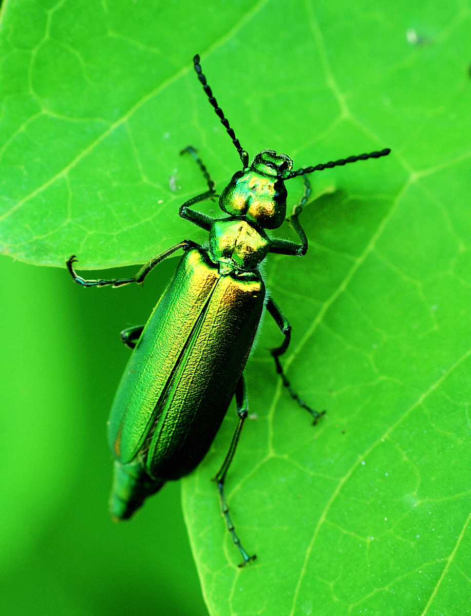 Шпанская мушка Lytta (s.str.) vesicatoria (L., 1758)