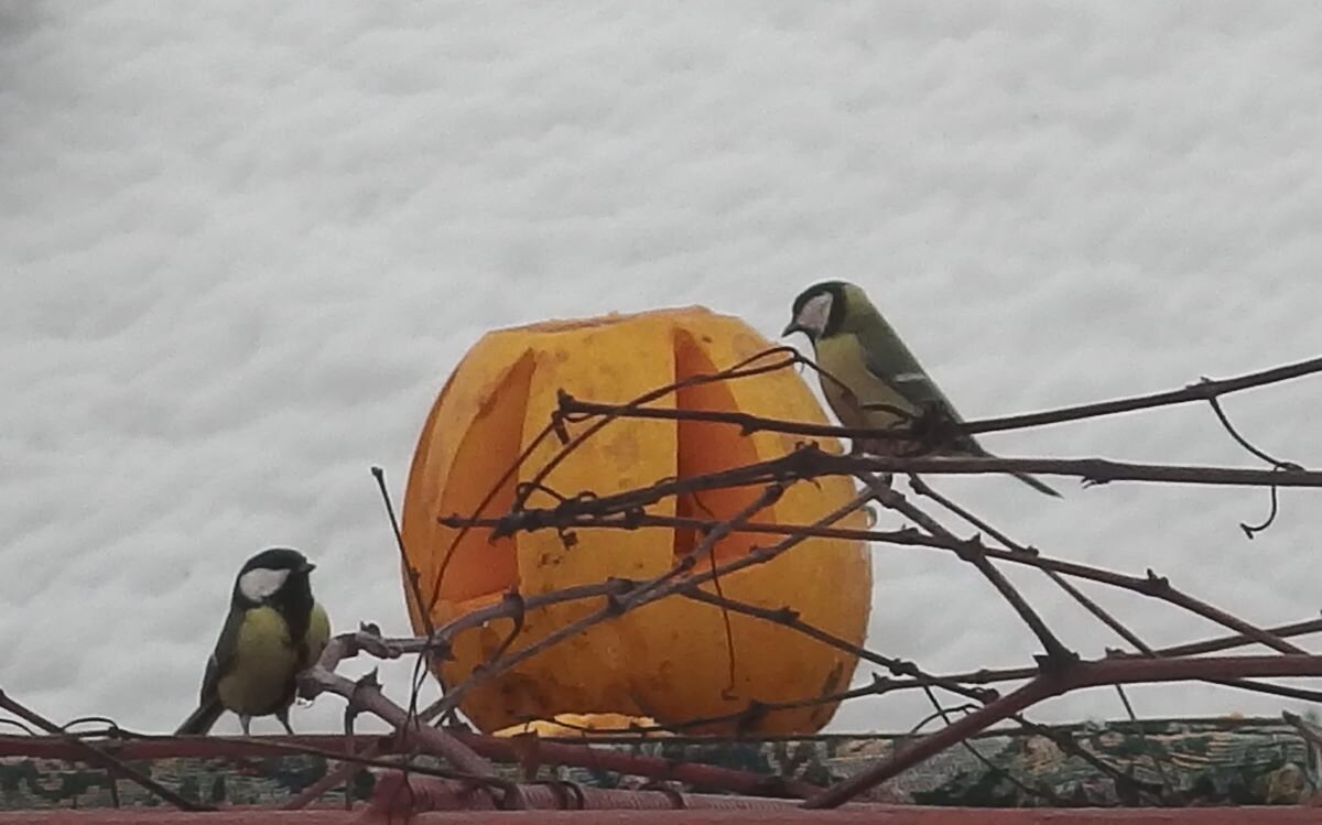 Кормушка для птиц из кабачка. Фото автора 