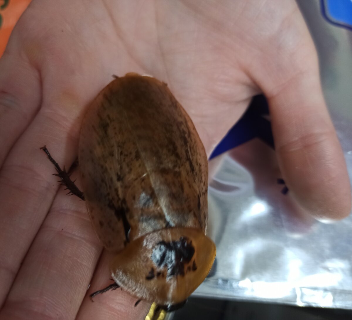 таракан архимандрит