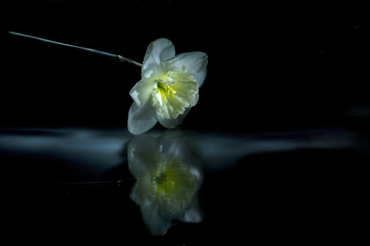 Нарцисс вернется. Нарциссы ночью. Нарцисс у воды. Нарцисс отражение. Нарцисс отражение в воде.