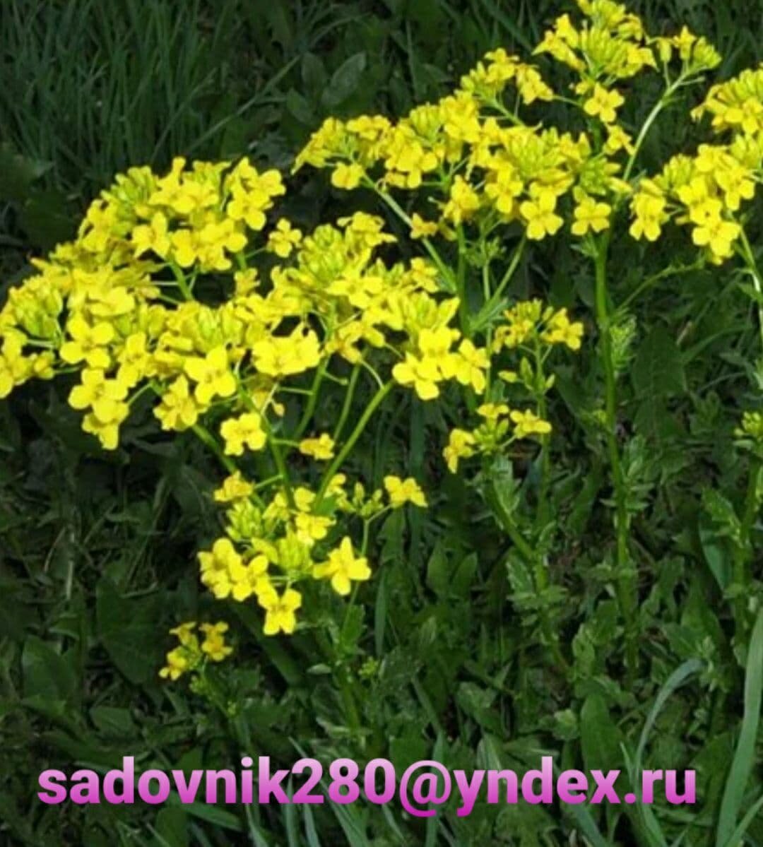 Горчица -украшение участка.Фот автора Алесад