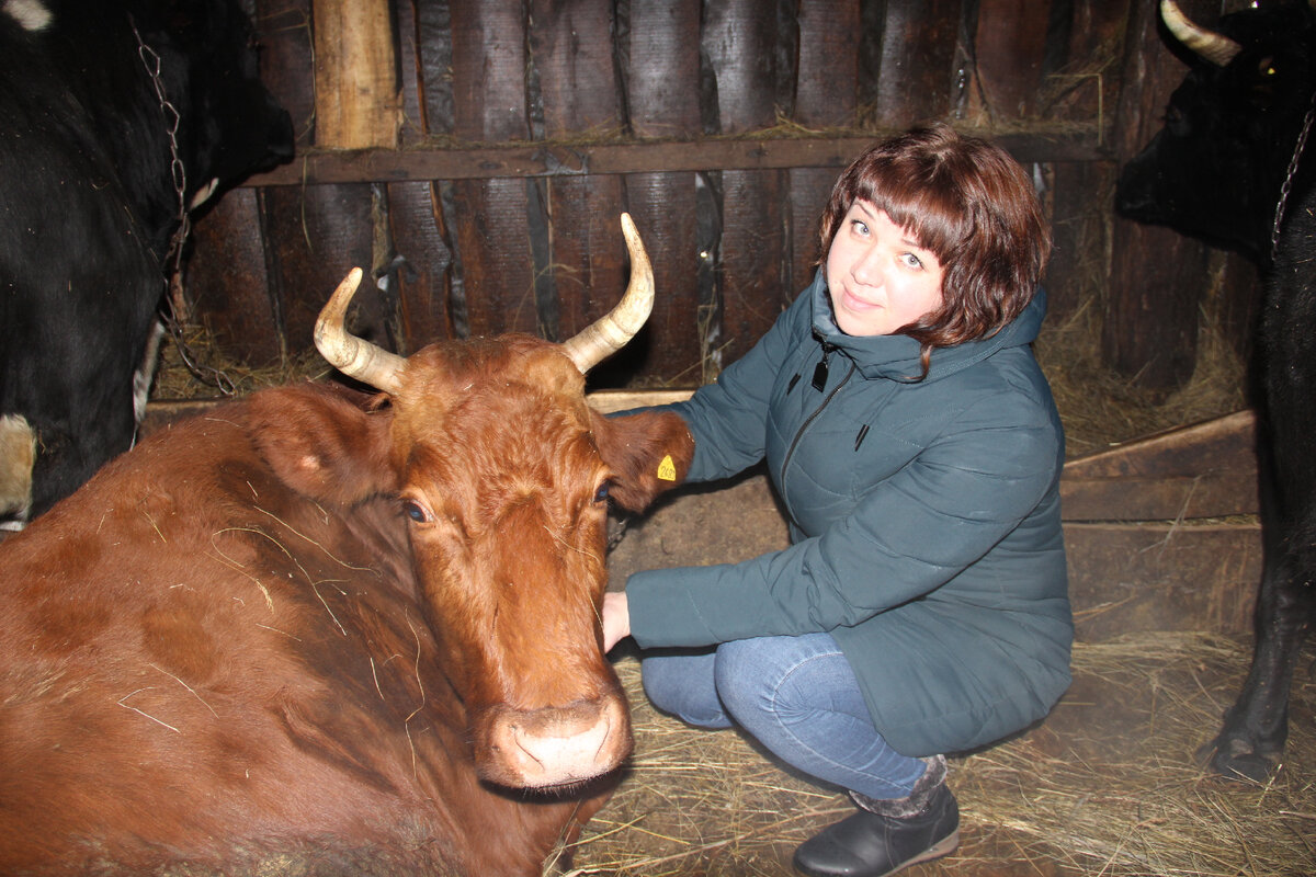 Корова любит ласку