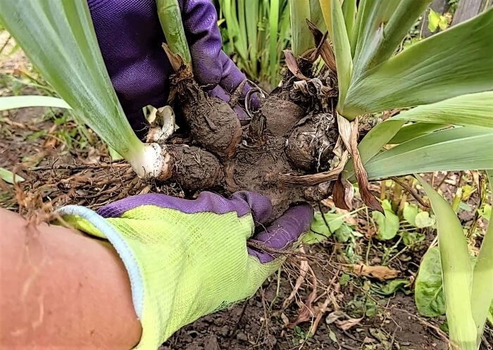 Правильная посадка ирисов. Посадка ирисов летом в открытый. Размножение ирисов. Ирисы нужно выкапывать. Ирисы нужно выкапывать.