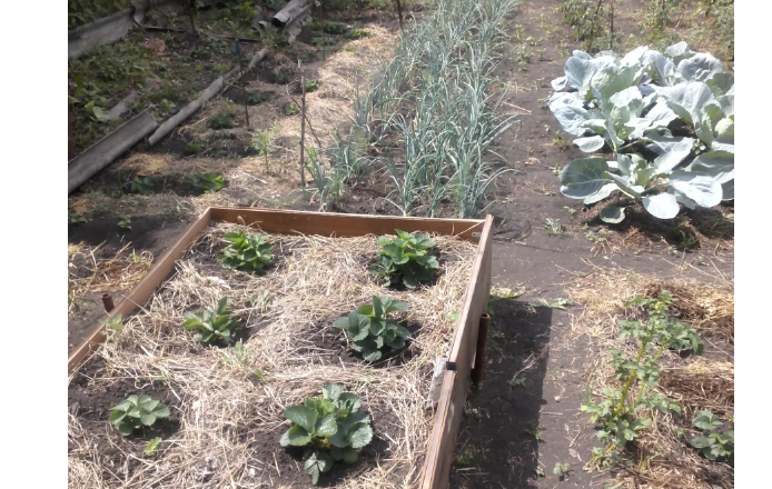 В высокую грядку посажена земляника, фото автора