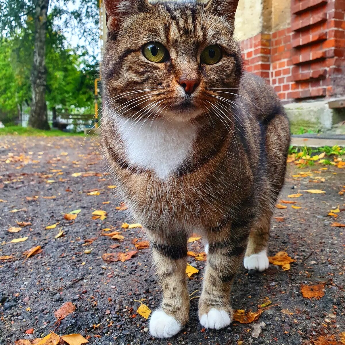 Город котиков Зеленоградск (Кранц) в Калининградской области | Meeuw | Дзен