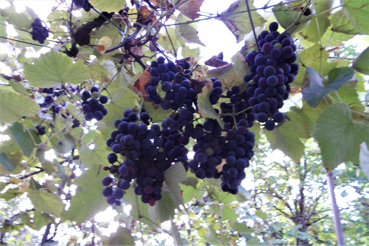 Изабелла теперь растет в каждом дворе.