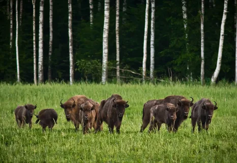 Национальный парк «Беловежская пуща». Фото: https://yandex.ru/images