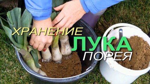 Несколько способов ХРАНЕНИЯ ЛУКА ПОРЕЯ на зиму!