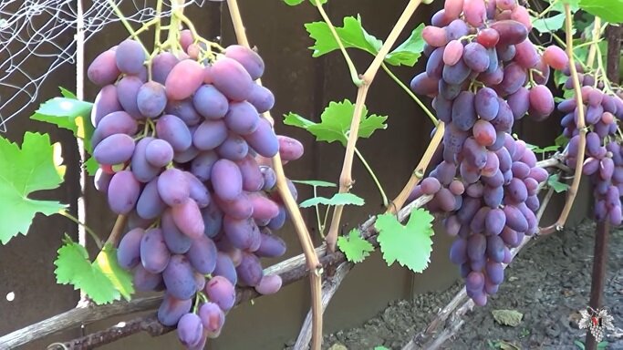 Четырёх летний Шахиня Ирана