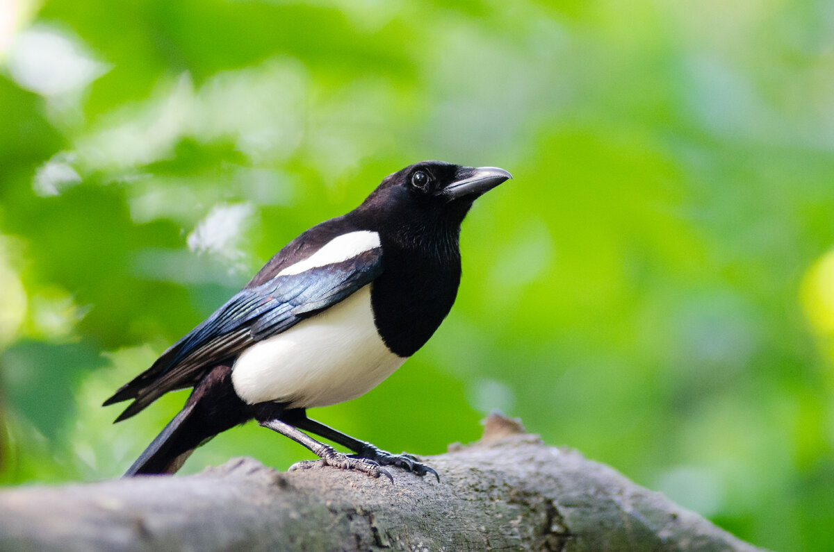 Птичка красивая