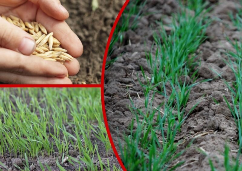 Овес и пшеница как сидераты