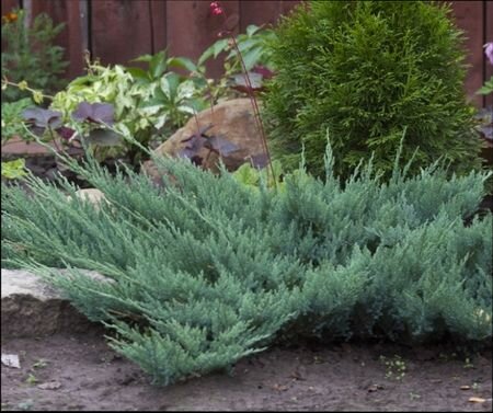 можжевельник горизонтальный