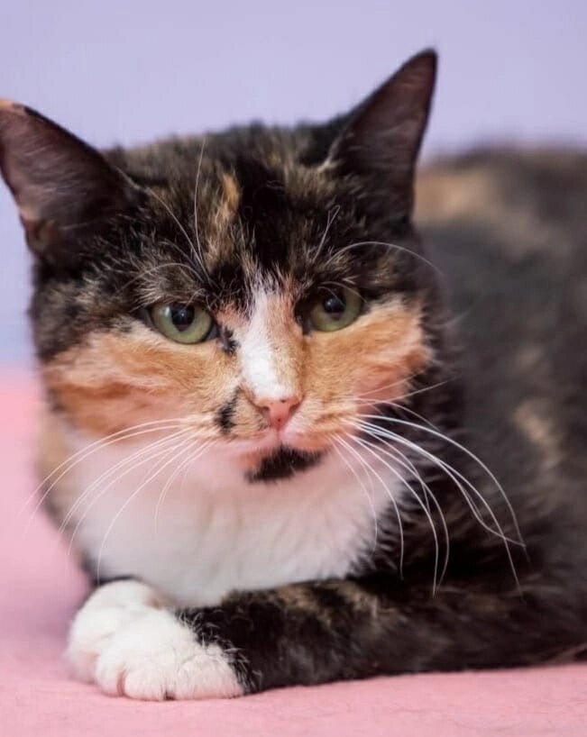 Одри живёт в приюте второй год. Мы надеемся что вы ее заметите. 