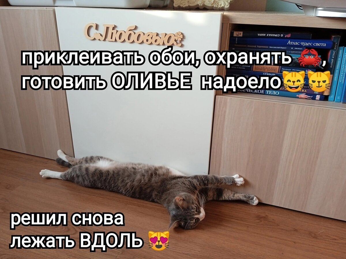 КОРЖИКВДОЛЬ! Новая мера длины, или почти научная статья😹 | Центр помощи  кошкам «Муркоша» | Дзен