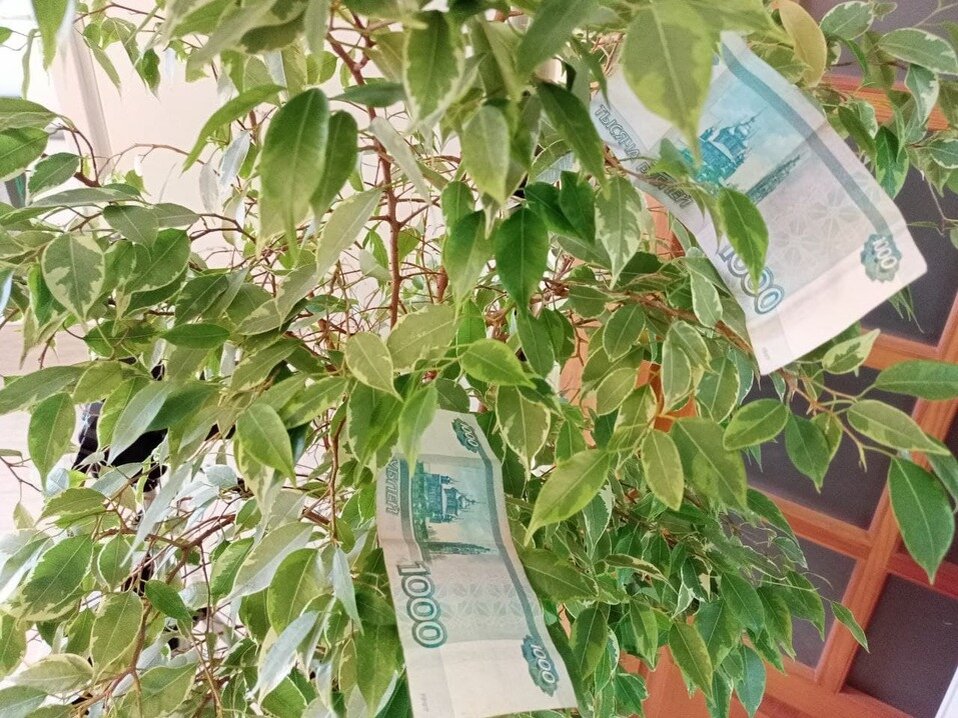 Все таки деньги на деревьях не растут.