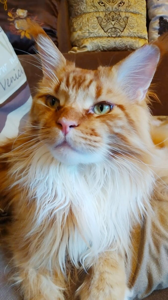 Мейн кун Стёпа.