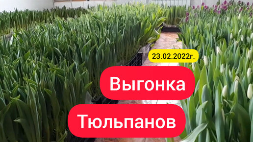 ⚫Выгонка тюльпанов 🌷 / Выгонка тюльпанов без теплицы / Обзор на 23.02.22г.