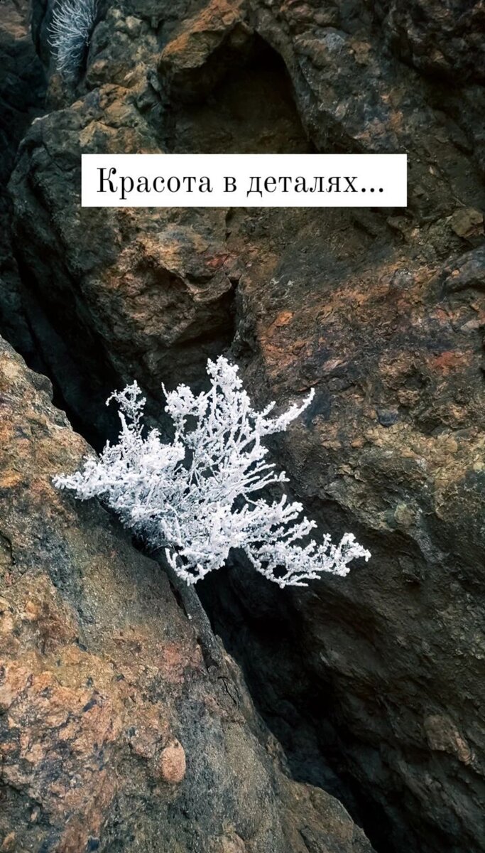 Замёрзший кустик на скале.
