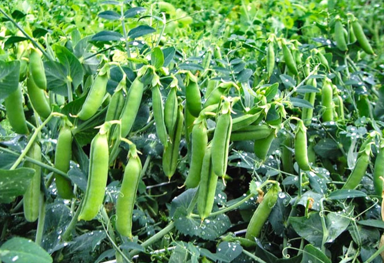 Фотография взята из источника drive2.com