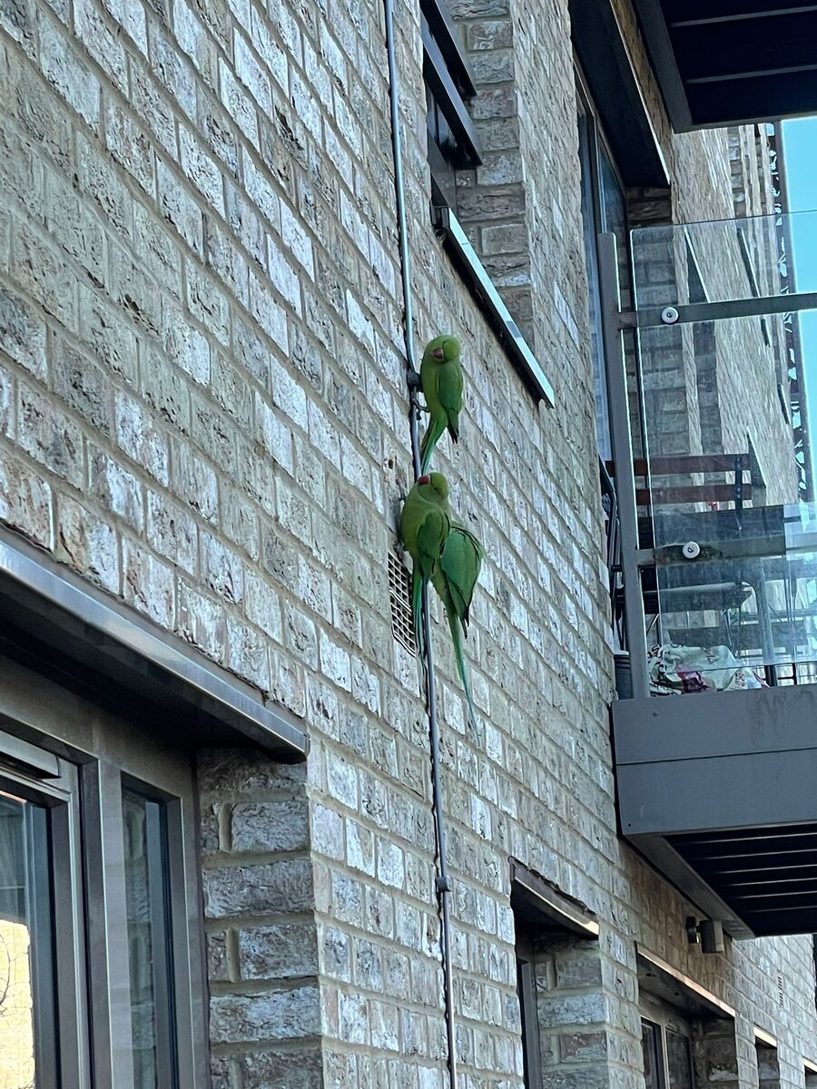 Попугаи проклёвывают дырки в стене дома. Фото сделано с балкона  23 февраля 2022 года.