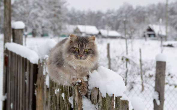 Фото: Isabella Lynx\shutterstock​ 