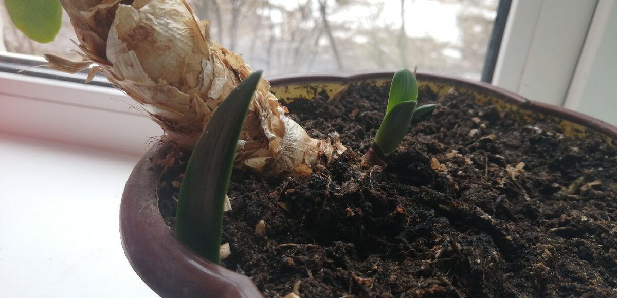 Отпрыски кливии: один с краю горшка. Этот планирую отсадить, когда будет 4 листа.