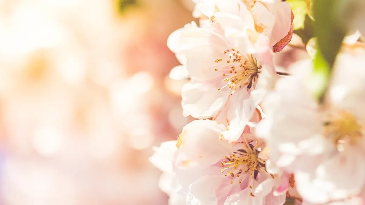 В мае россияне будут отдыхать 8 праздничных дней. Фото: Pxfuel.com