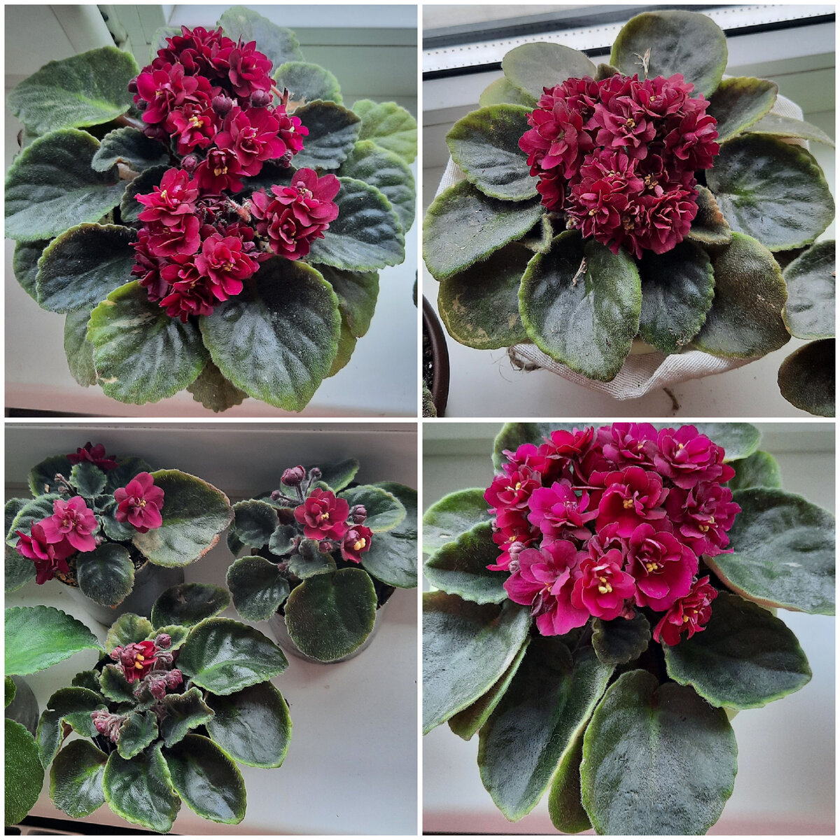 Мои фиалочки