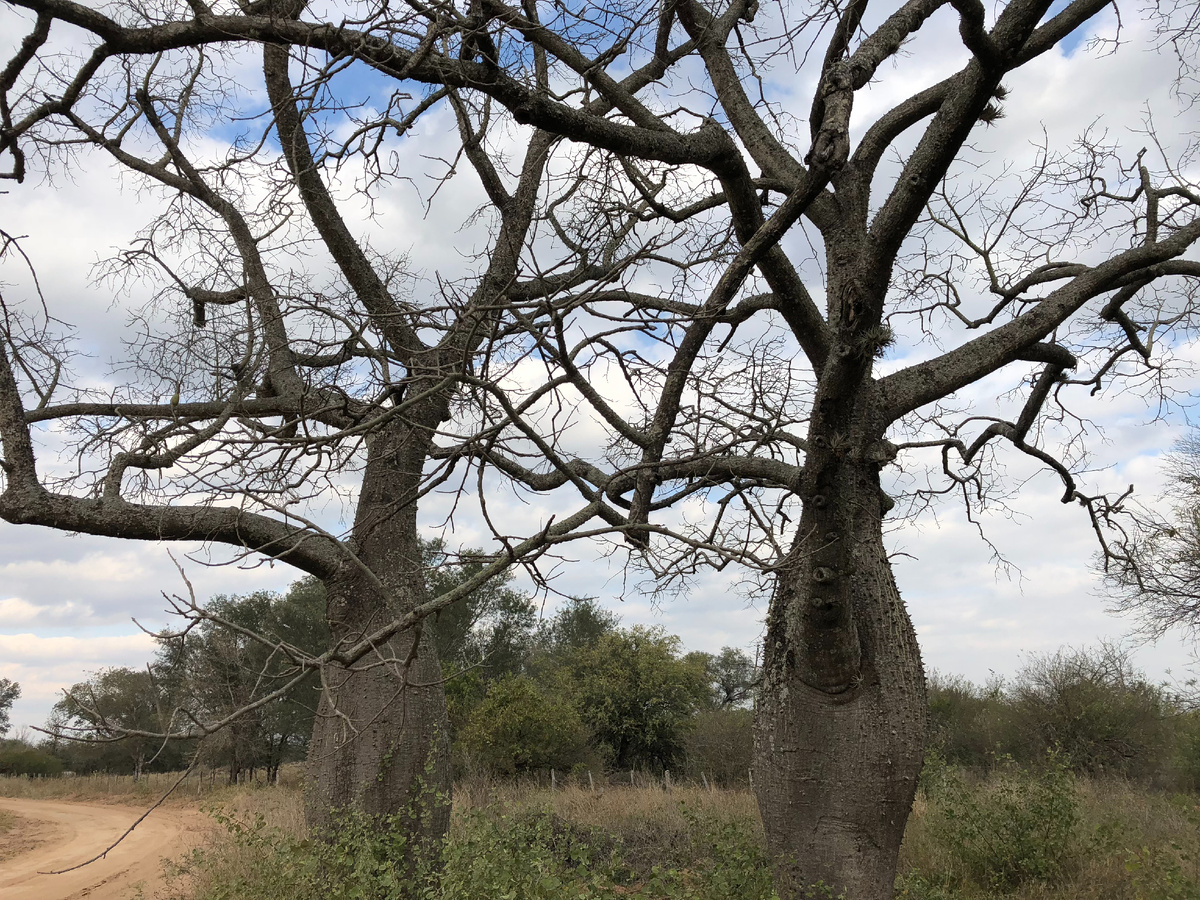 Парагвайские леса сокращаются стремительными темпами. Фото Надежды Емельяновой.