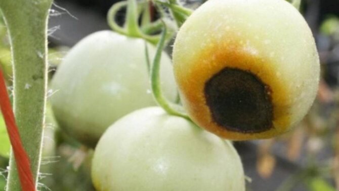 Чернеют помидоры в теплице: причины, что делать при созревании плода