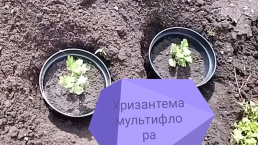 Как посадить хризантемы на зиму. Грядку под клубнику для посадки. Земля для клубники. Клубника в мае. Посадки на огороде в мае