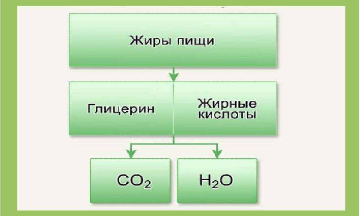 До каких веществ расщепляются углеводы. Конечные продукты расщепления жиров. Процессы обмена жиров в организме. Обмен жира схема. Схема обмена белков жиров и углеводов в организме человека.