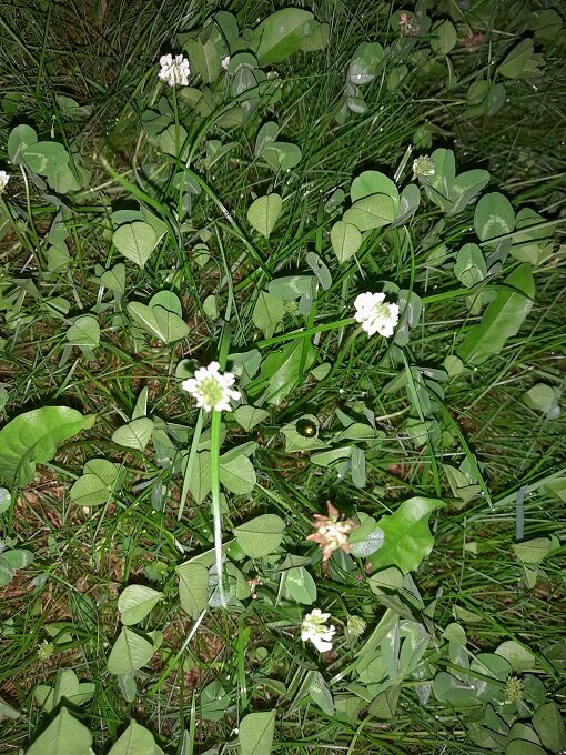 Рига, 30 июня 2022. По ночам у нас вот только такая живность и обнаруживается. 