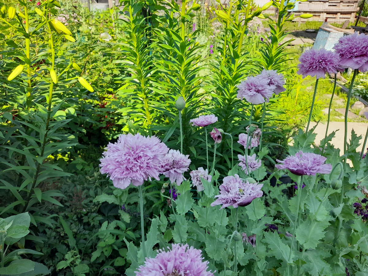 Фото автора ( Декоративные маки успевают показать свою мимолетную красоту)