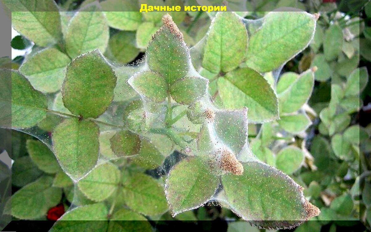 Паутинный клещ на листьях розы фото