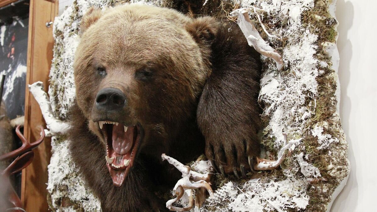    Чучело медведя© РИА Новости / Мария Девахина