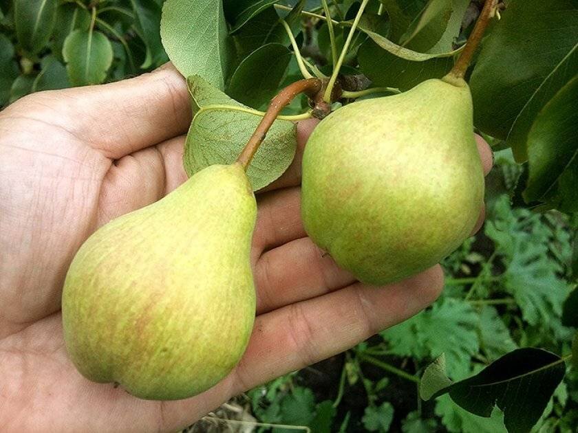 Груша сорт мария фото отзывы