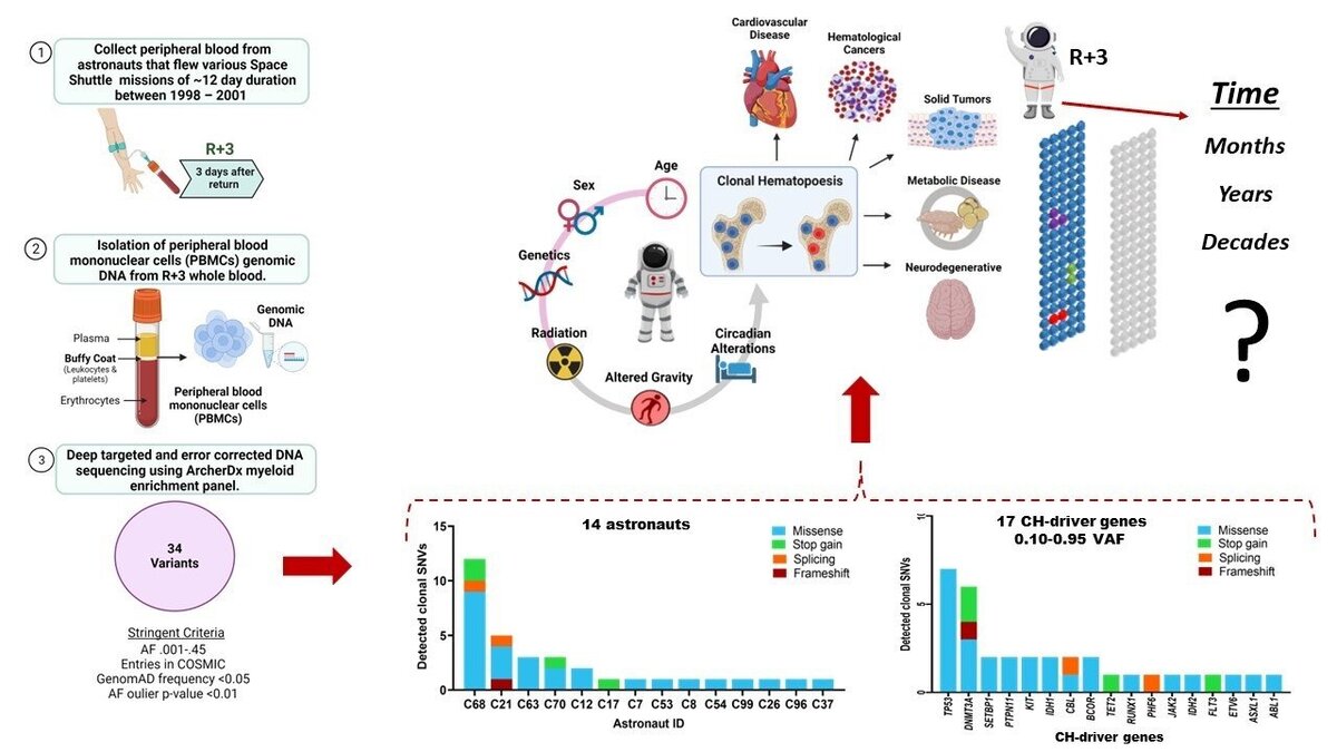    Соматические мутации астронавтовCardiovascular Research Institute, Icahn School of Medicine at Mount Sinai, New York, NY, USA