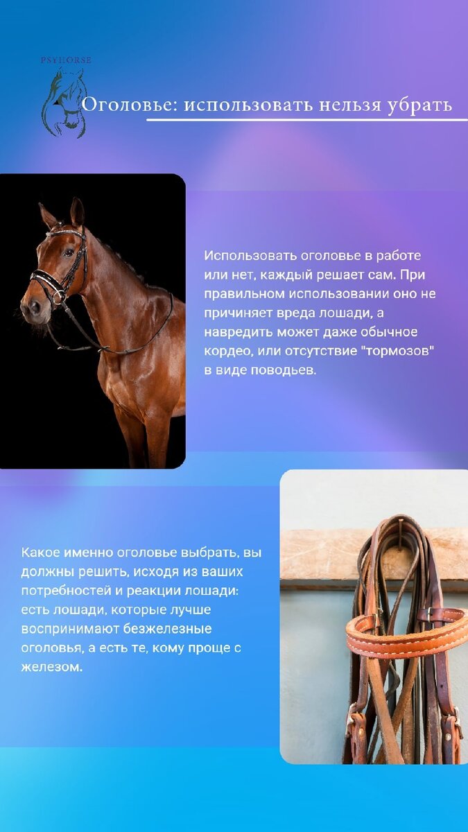 Все дело в оголовье. | Psyhorse | Дзен