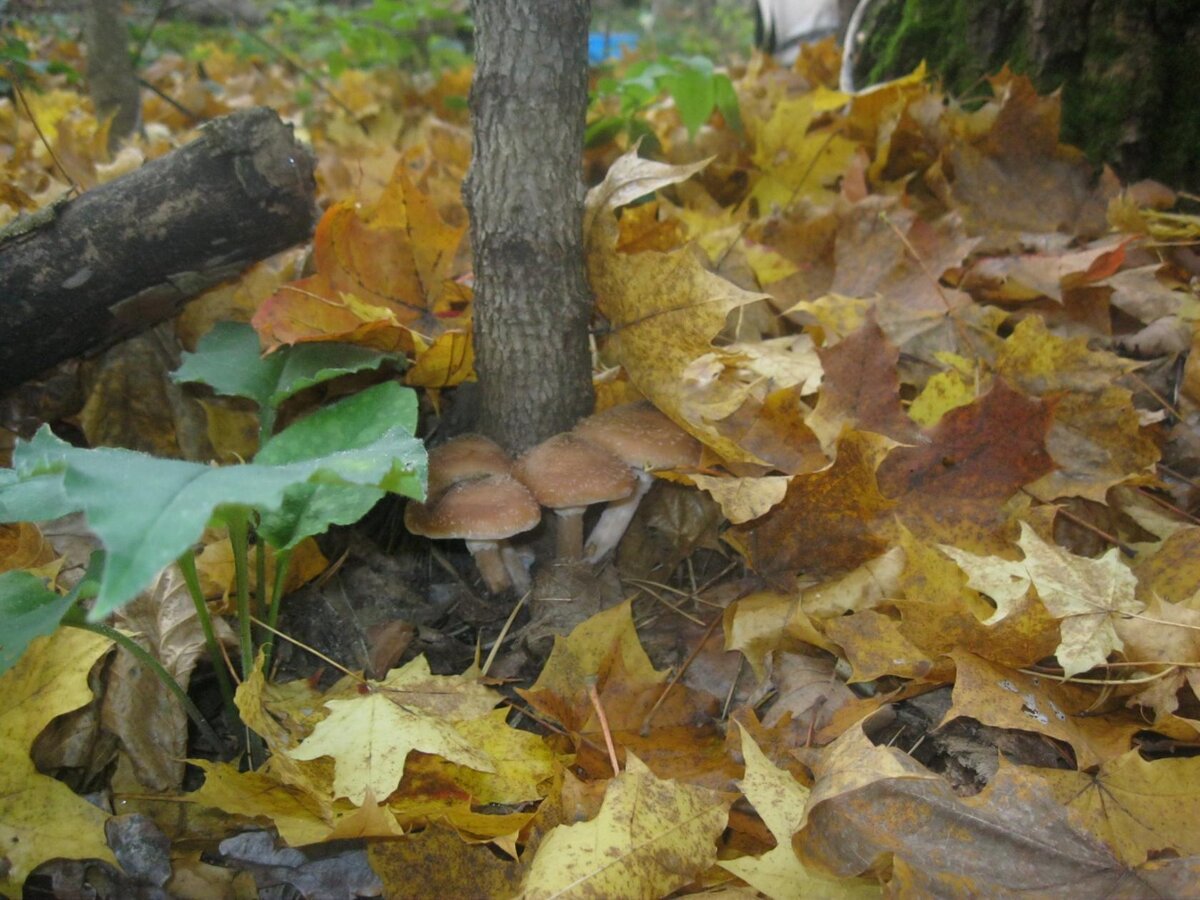 Красота в лесу. Приятный запах, шуршащие под ногами листья и, конечно, дружные семейки грибов..... Фото из семейного архива