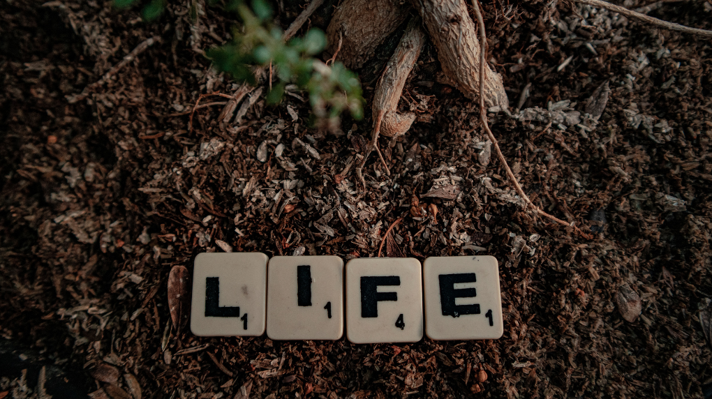 Для выращивания растений важна почвенная жизнь.