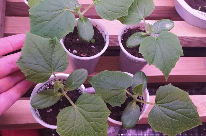 Вот такие огурцы растут.