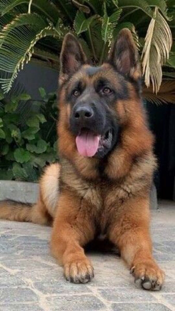 Лучшая служебная собака: немецкая овчарка. В годы Второй Мировой войны каратели СС с ними охотились на людей (партизан, связных партизан и просто для развлечения).