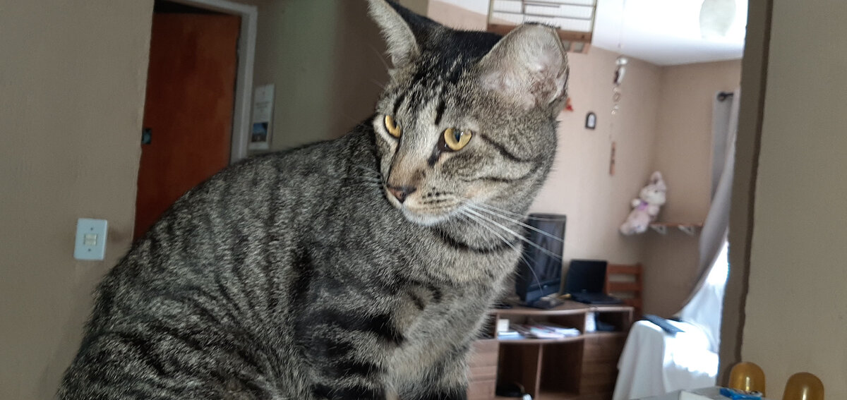 Сержио. Любит спать на кухонном шкафу под потолком.