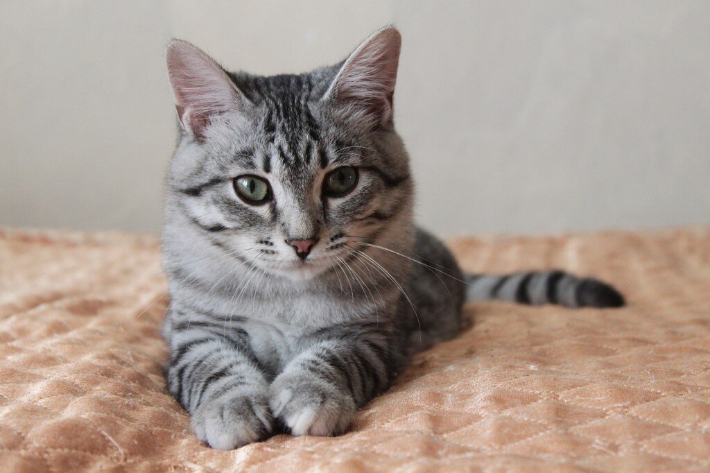 Кот м на лбу. Серый гладкошерстный полосатый кот порода. Европейский короткошерстный кот полосатый. Серая полосатая кошка порода гладкошерстная. Европейский гладкошерстный кот.