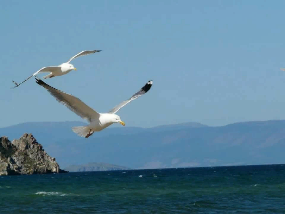 Две чайки над морем. Слушать песню чайка над волной. Песня о чайке. Буревестник в шторм. Стихи о чайках и море.